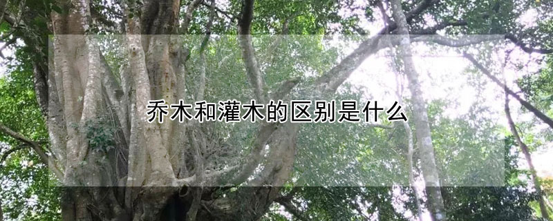 喬木和灌木的區(qū)別是什么