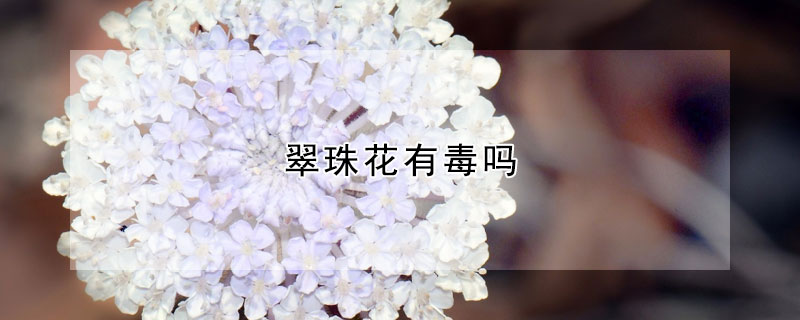 翠珠花有毒嗎