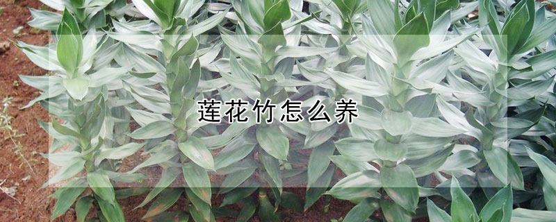 蓮花竹怎么養(yǎng)