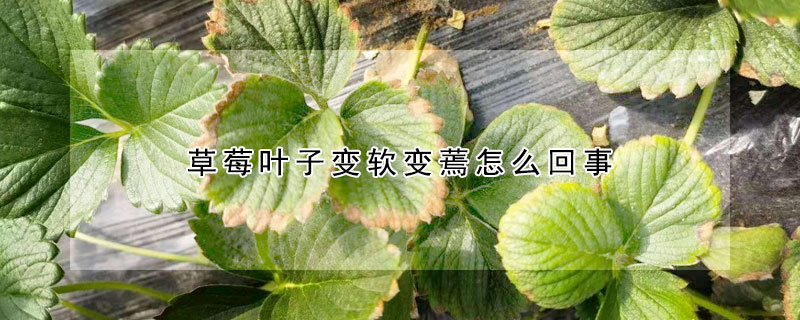 草莓葉子變軟變蔫怎么回事