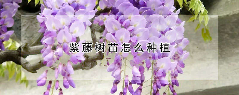 紫藤樹苗怎么種植