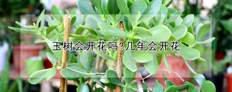 玉樹會(huì)開花嗎?幾年會(huì)開花