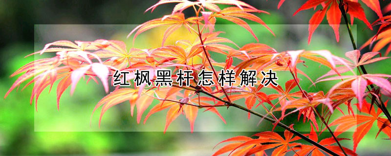 紅楓黑桿怎樣解決