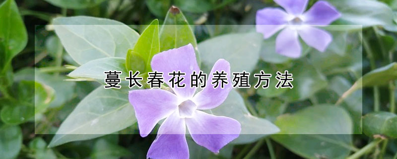 蔓長春花的養(yǎng)殖方法