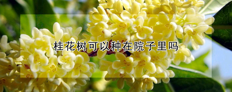 桂花樹可以種在院子里嗎