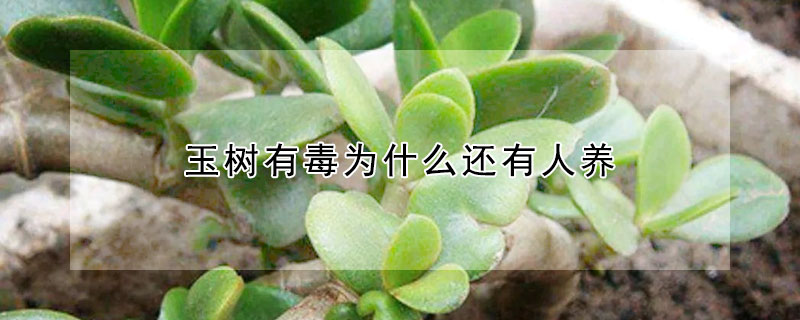 玉樹(shù)有毒為什么還有人養(yǎng)