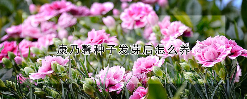 康乃馨種子發(fā)芽后怎么養(yǎng)