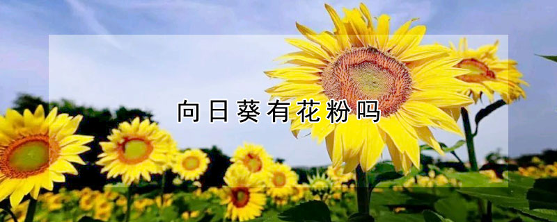 向日葵有花粉嗎