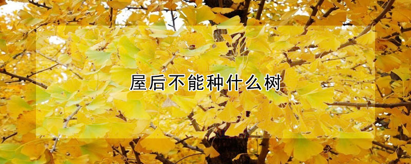 屋后不能種什么樹