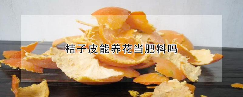 桔子皮能養花當肥料嗎