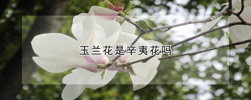 玉蘭花是辛夷花嗎