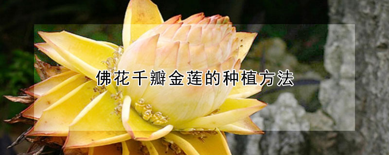 佛花千瓣金蓮的種植方法