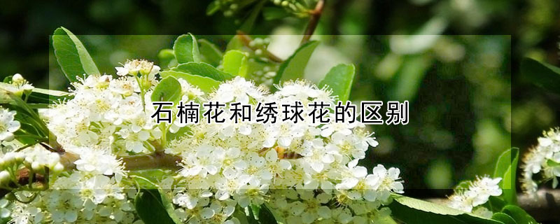 石楠花和繡球花的區(qū)別