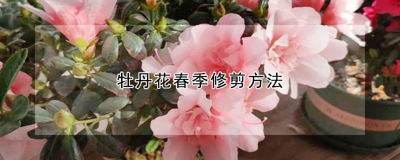 牡丹花春季修剪方法