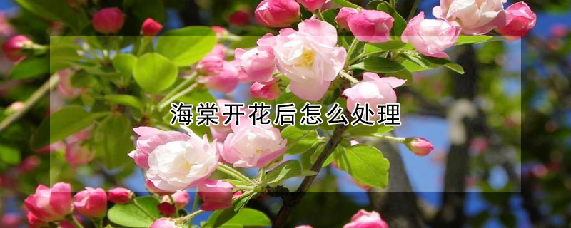 海棠開花后怎么處理