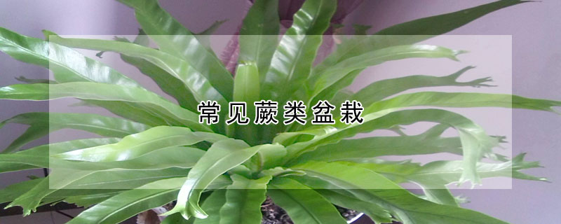 常見蕨類盆栽