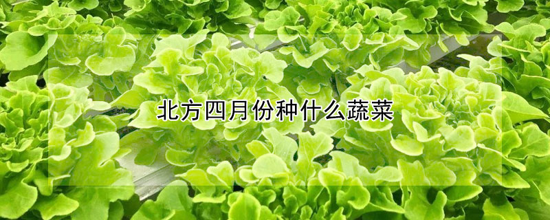 北方四月份種什么蔬菜