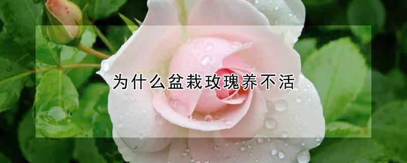 為什么盆栽玫瑰養(yǎng)不活