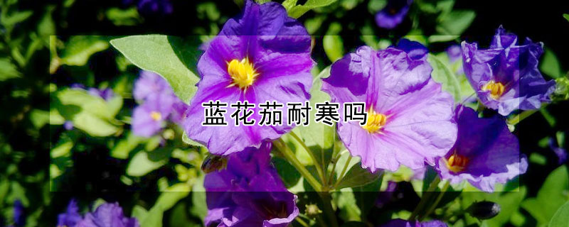 藍花茄耐寒嗎