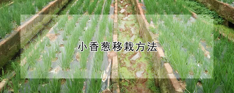 小香蔥移栽方法