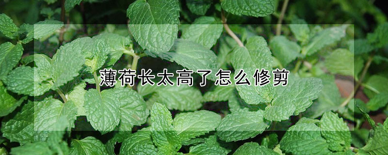 薄荷長太高了怎么修剪