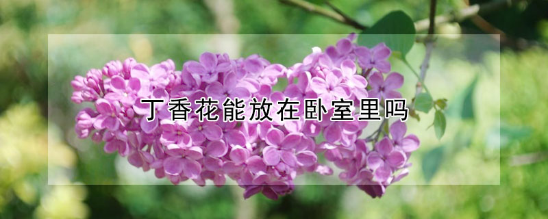 丁香花能放在臥室里嗎