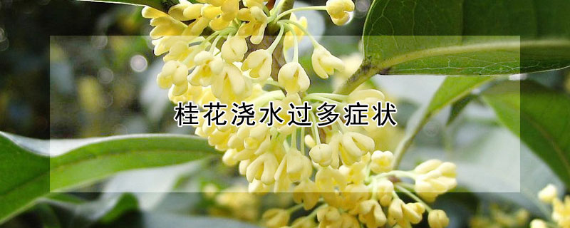 桂花澆水過多癥狀