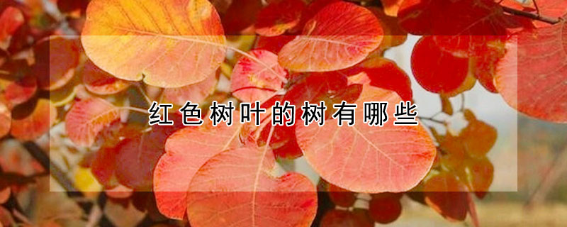 紅色樹葉的樹有哪些