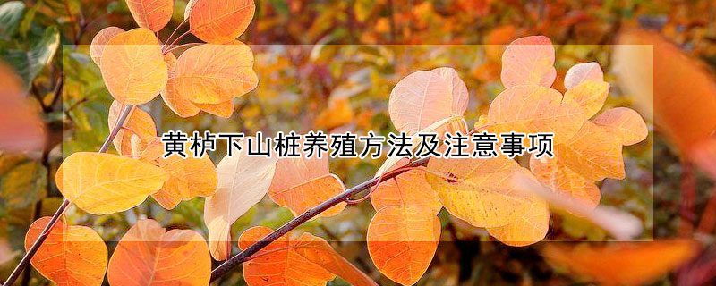 黃櫨下山樁養(yǎng)殖方法及注意事項