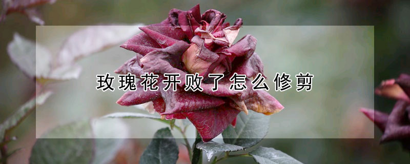 玫瑰花開敗了怎么修剪