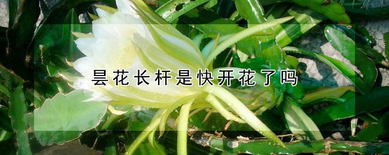 曇花長桿是快開花了嗎