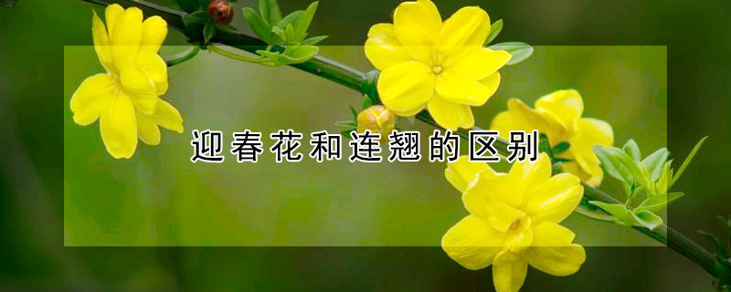 迎春花和連翹的區別