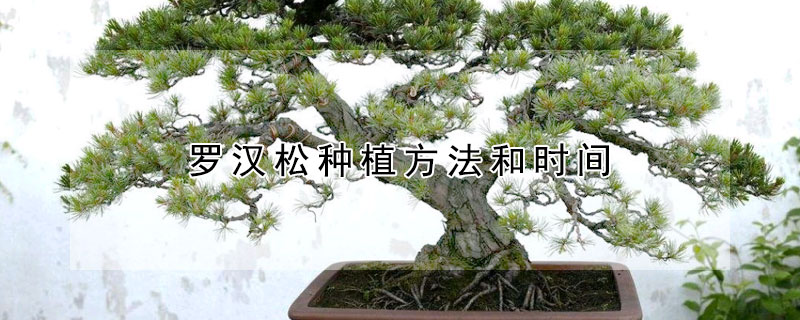 羅漢松種植方法和時(shí)間