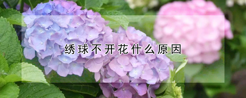 繡球不開花什么原因