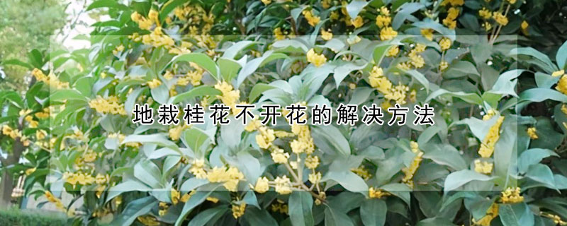 地栽桂花不開花的解決方法