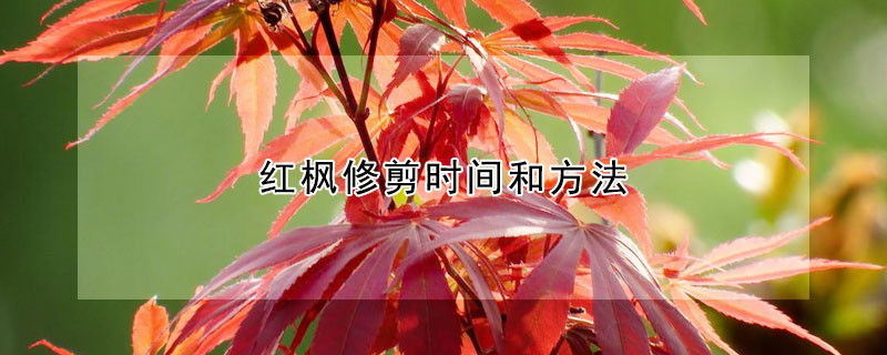 紅楓修剪時間和方法