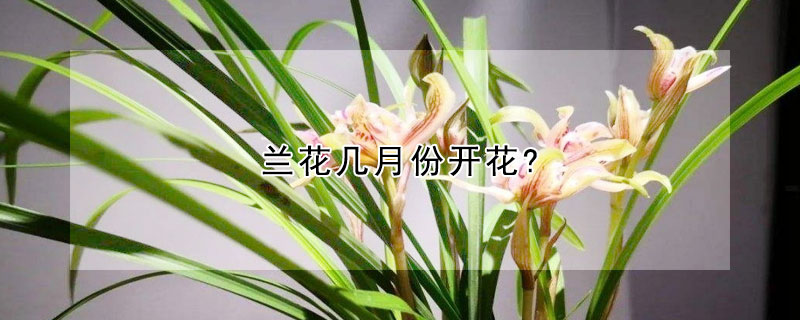 蘭花幾月份開花?