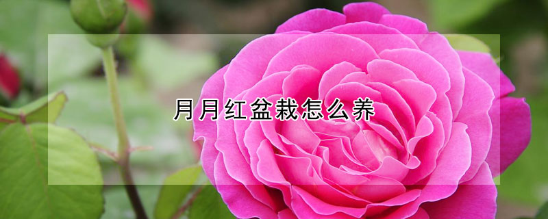 月月紅盆栽怎么養(yǎng)