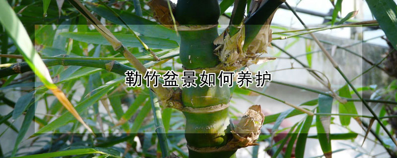 勒竹盆景如何養(yǎng)護