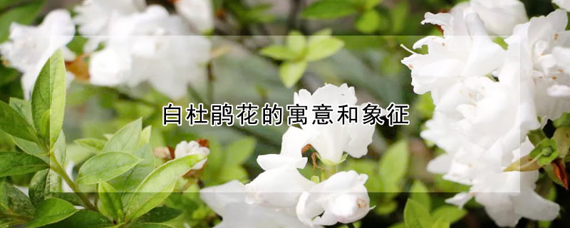 白杜鵑花的寓意和象征