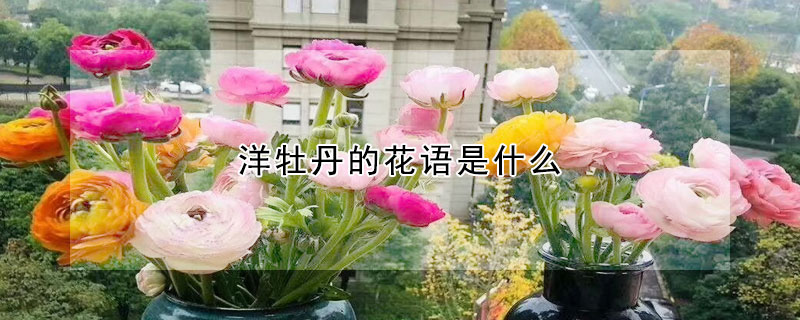 洋牡丹的花語是什么