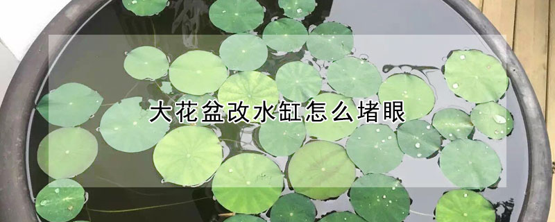 大花盆改水缸怎么堵眼