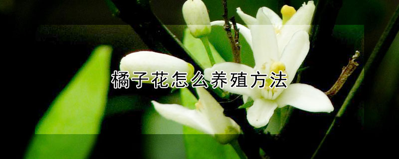 橘子花怎么養(yǎng)殖方法