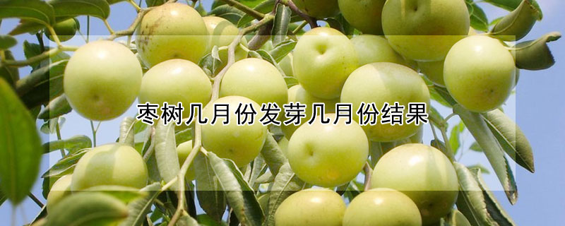 棗樹幾月份發(fā)芽幾月份結(jié)果