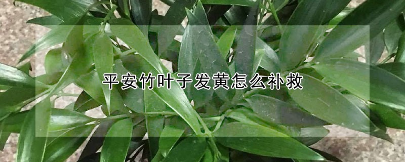 平安竹葉子發(fā)黃怎么補(bǔ)救