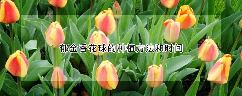 郁金香花球的種植方法和時間