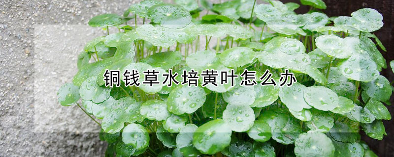 銅錢(qián)草水培黃葉怎么辦