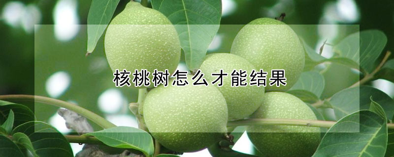 核桃樹怎么才能結(jié)果