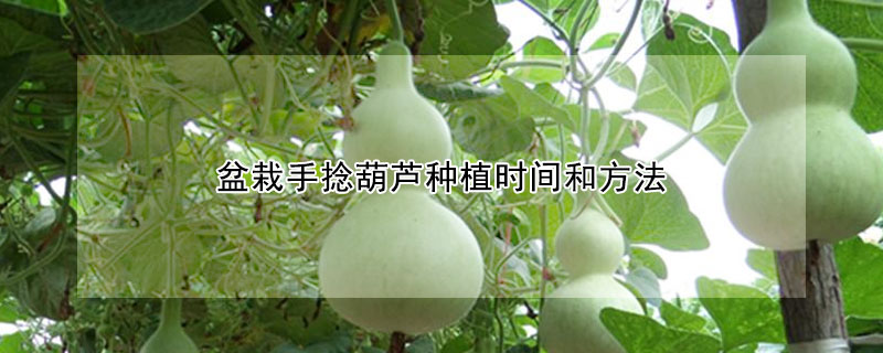 盆栽手捻葫蘆種植時間和方法