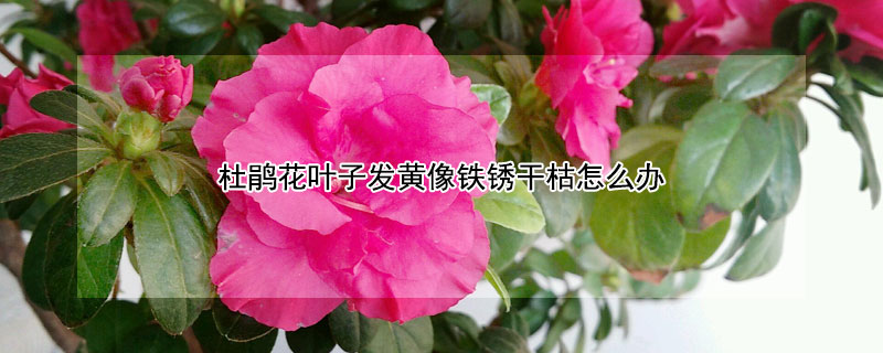 杜鵑花葉子發(fā)黃像鐵銹干枯怎么辦